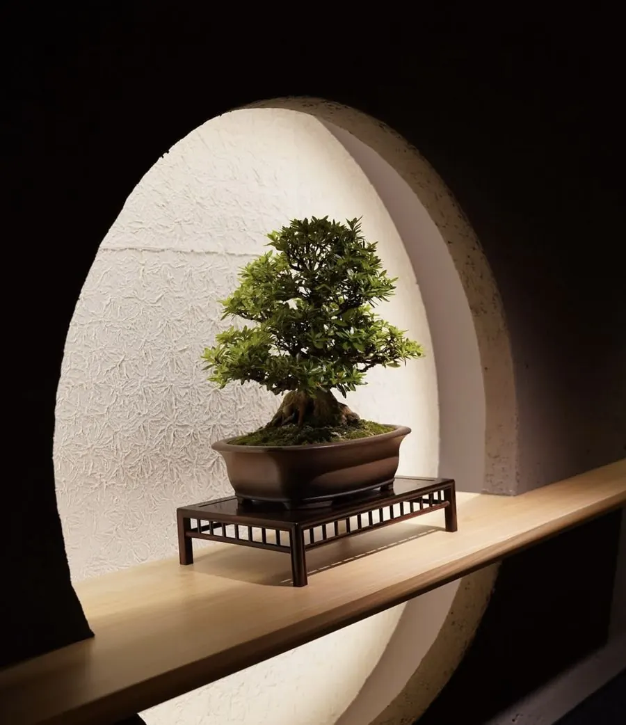 JUME BONSAI installation