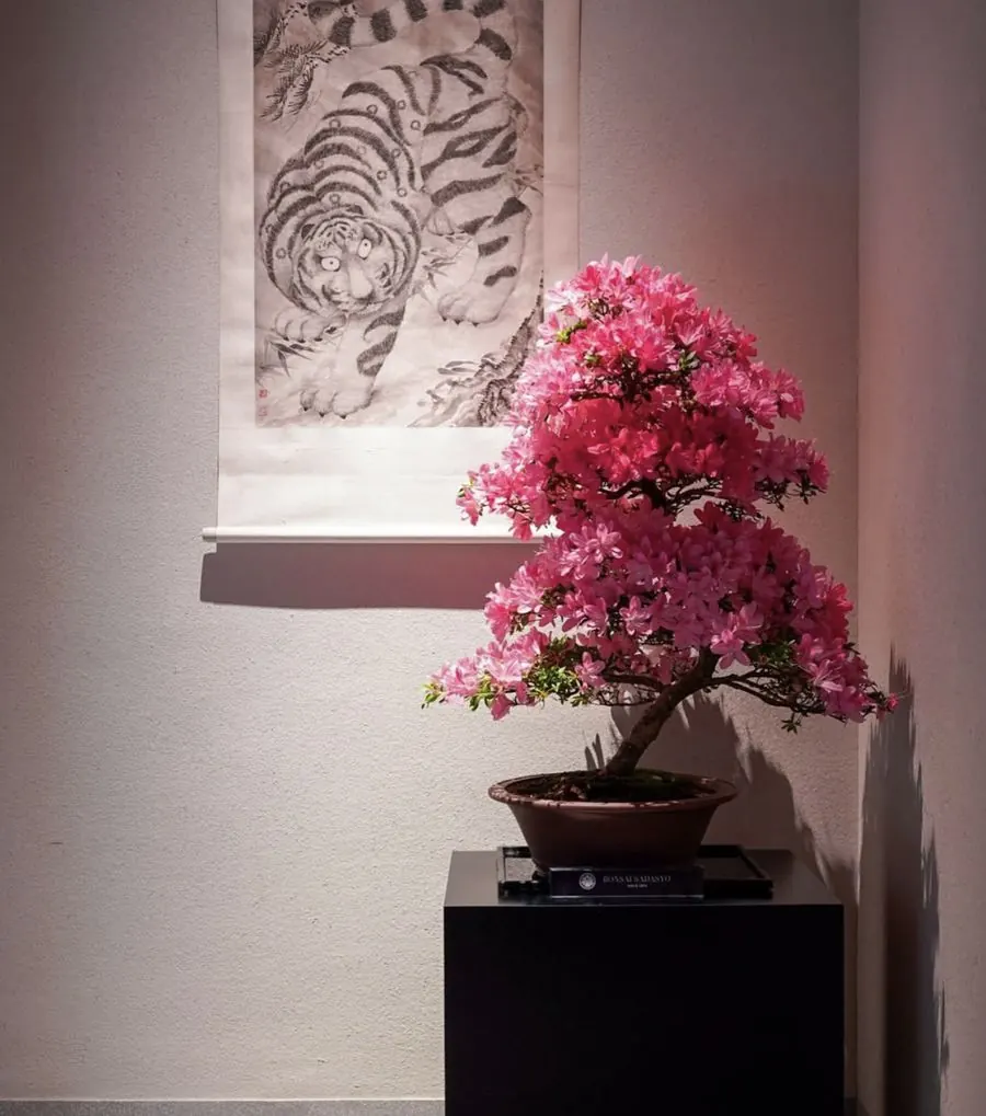 JUME BONSAI installation
