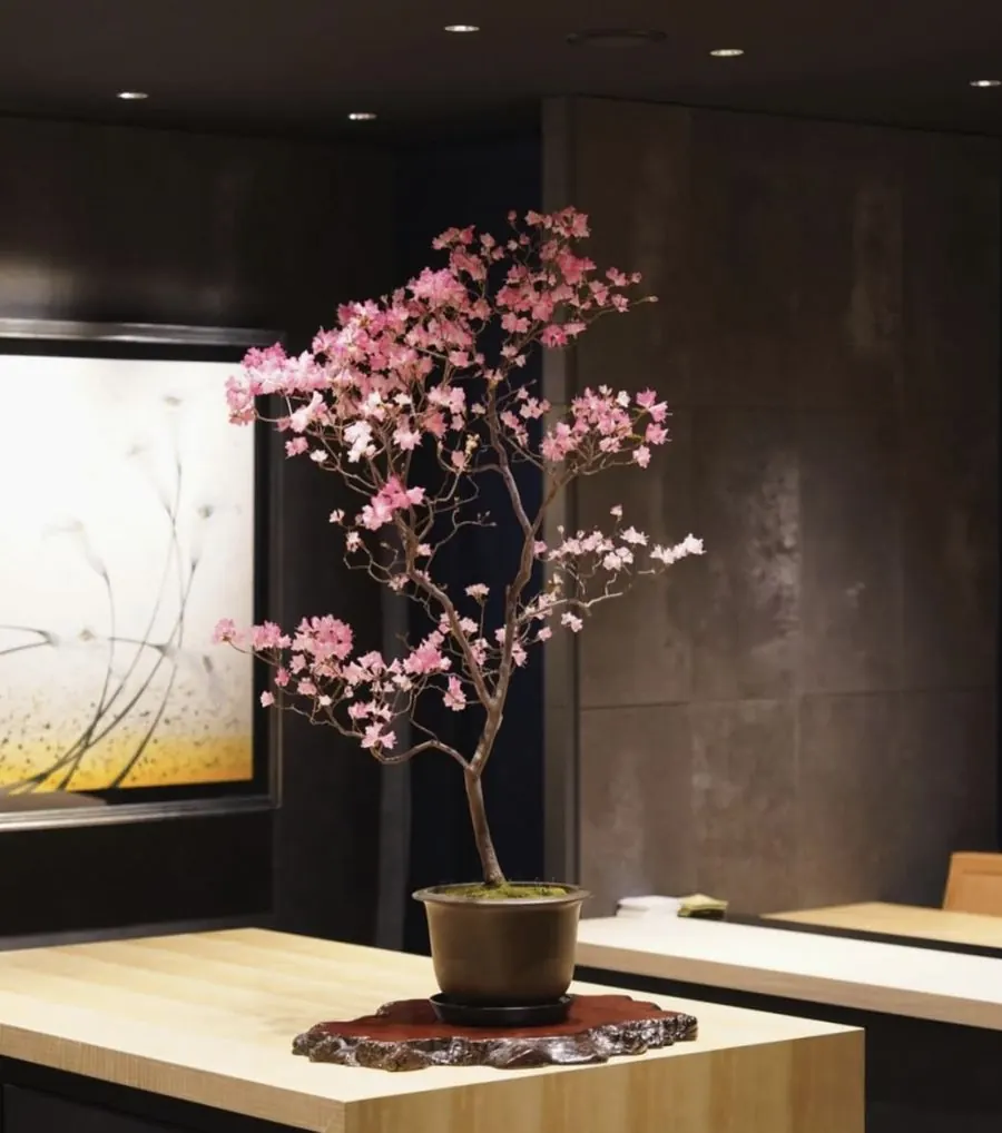 JUME BONSAI installation