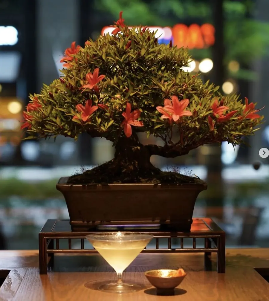 JUME BONSAI installation