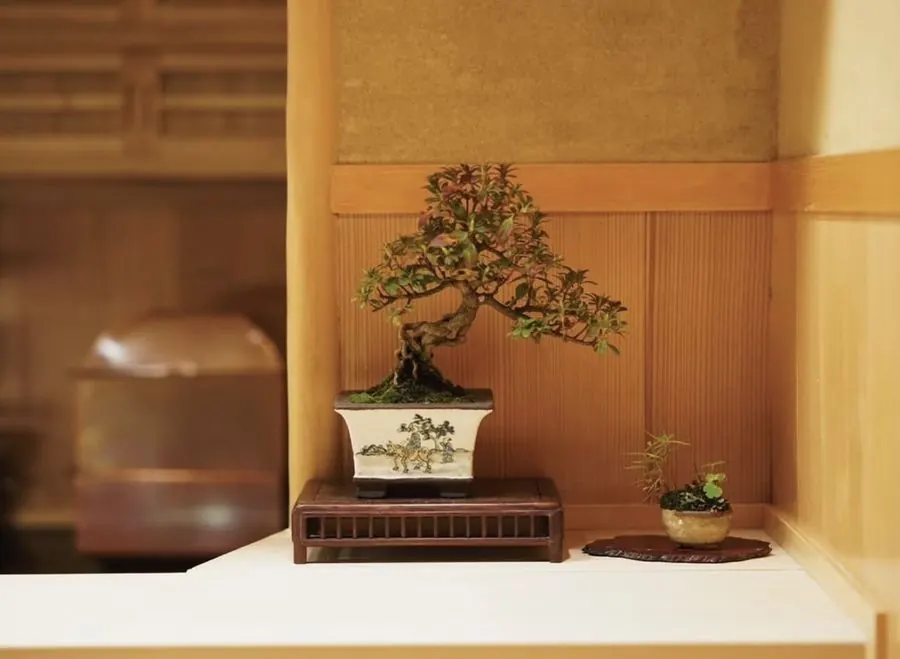 JUME BONSAI installation