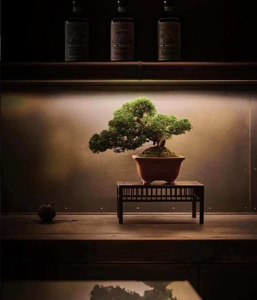 JUME BONSAI installation